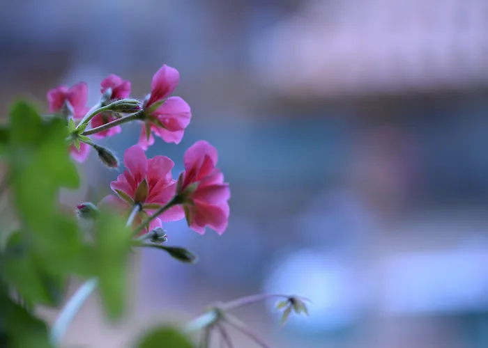 Ordaola * Alonsotegi